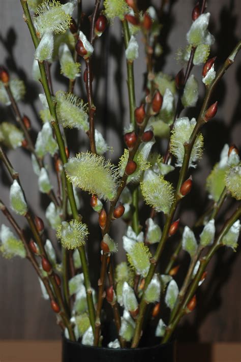 銀柳 植物|銀柳主題館